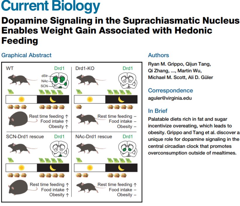 Current Biology Journal Dopamine Signaling and Weight Gain January 2 2020