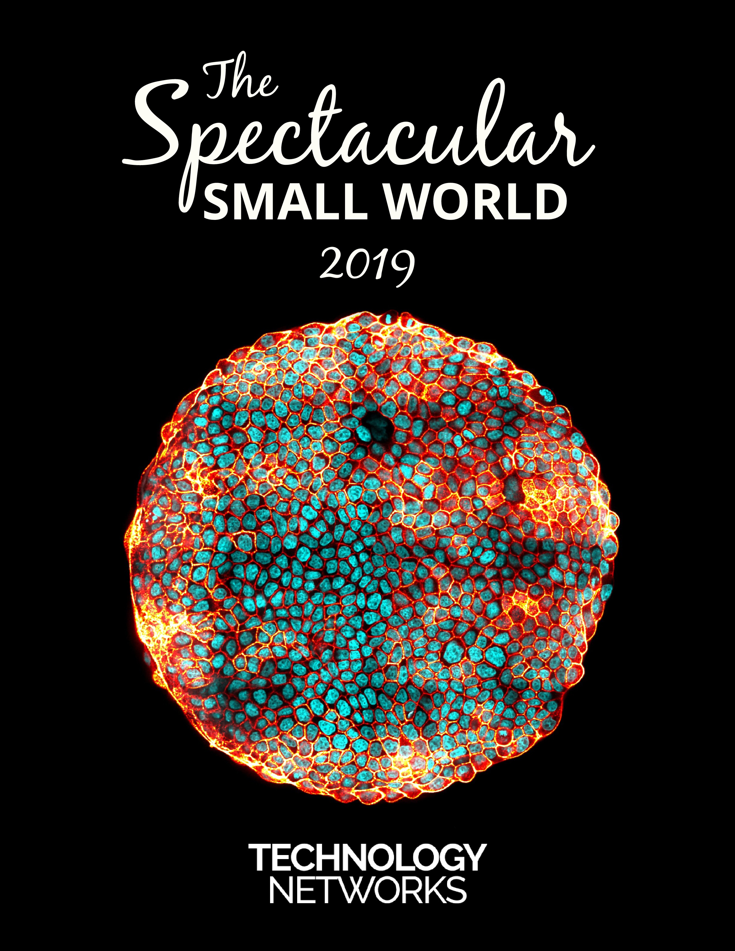 Nikon Small World Competition 2019 Page 0