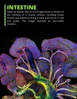 Nikon Small World Competition 2019 page-11