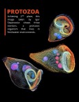 Nikon Small World Competition 2019 page-5
