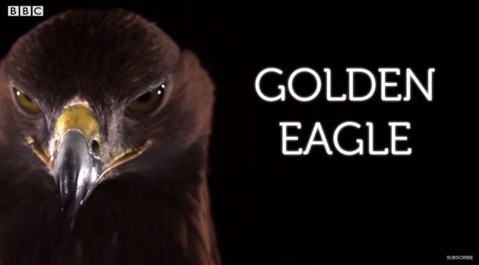 Wildlife: A Golden Eagle Flying In “Stunning” Slow Motion Video (BBC Earth)
