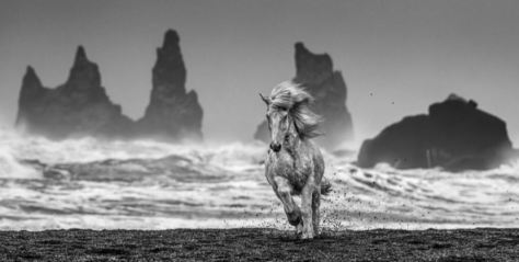 Maddox Gallery ‘WHITE HORSES’ Living On Earth Exhibition David Yarrow Feb 13 - March 10 2020