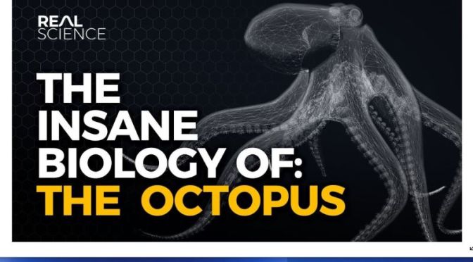 Marine Life: ‘The Insane Biology Of The Octopus’
