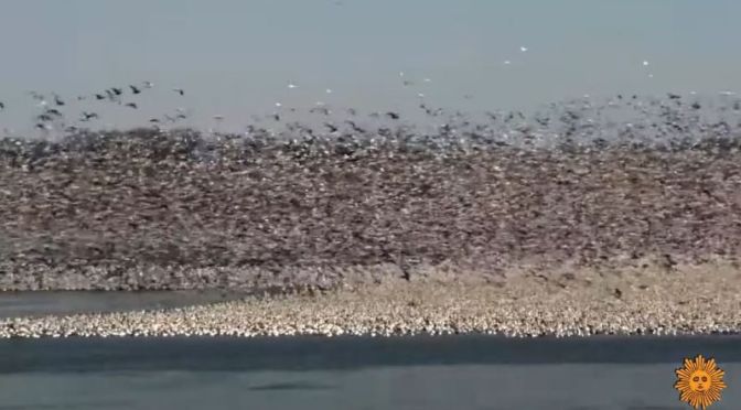 Wildlife: ‘Geese Migration’ Lake Byron, South Dakota
