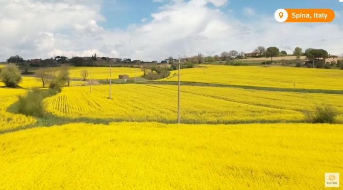Springtime Views: Yellow Rapeseed Flowers Bloom In Umbria, Italy (Video)