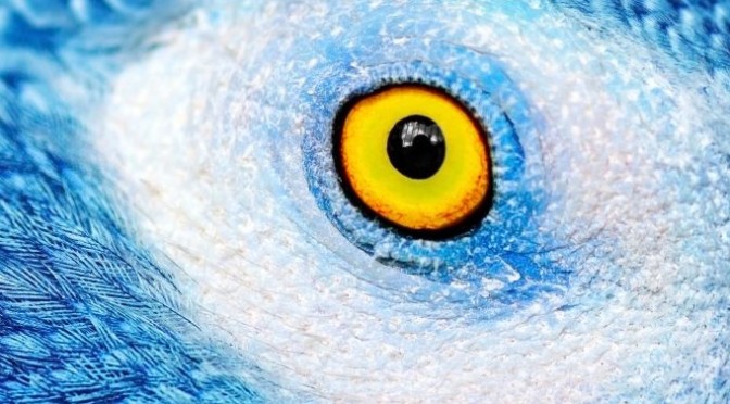 Views: The Beautiful And Bizarre ‘Eyes” Of Animals