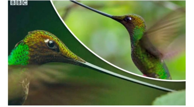 Views: Ecuador’s ‘Sword-Billed Hummingbirds’