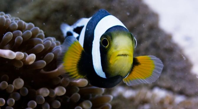 Marine Views: Saddleback Clownfish (BBC Earth)