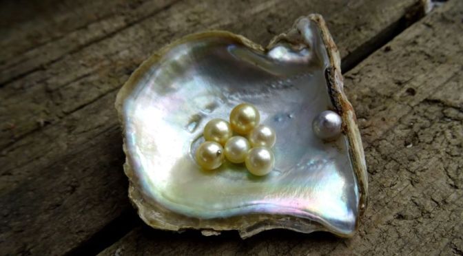 Oysters: How ‘Perfectly Round’ Pearls Are Made