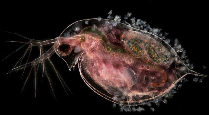 Photography: The ‘Micro-Beauty’ Of Plankton