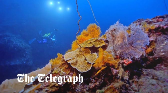 Island Views: A ‘Magical’ Coral Reef Found In Tahiti
