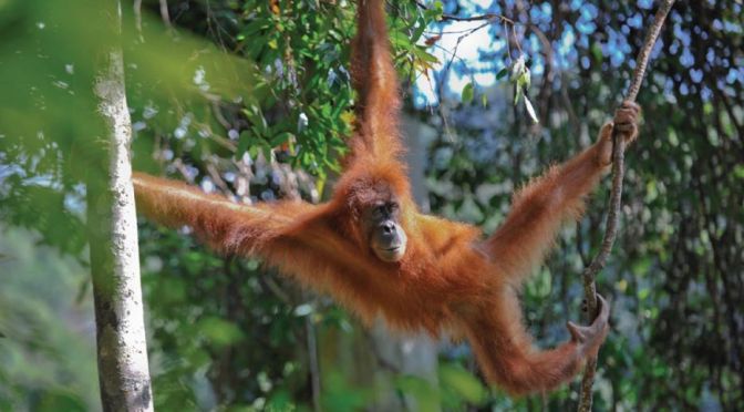 Wildlife: Orangutans On The Island Of Borneo