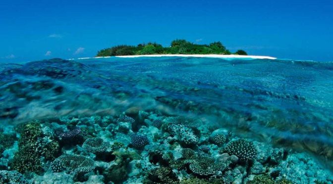Marine Life: Preserving Coral Reefs In Maldives