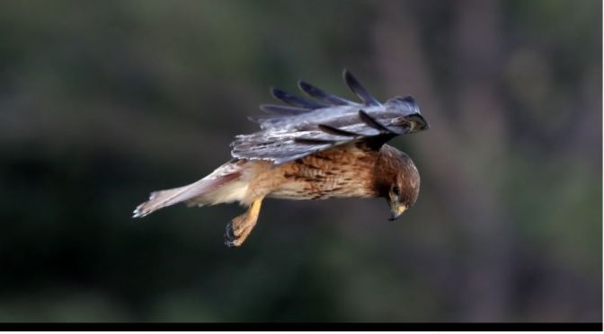 Nature Photography: A ‘Hovering Red-Tail Hawk’