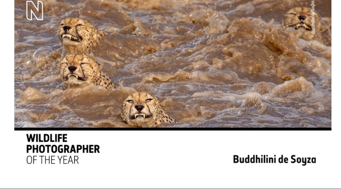 Top Photography: African Cheetahs – The Great Swim