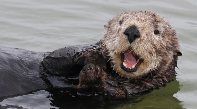 Wildlife Views: Sea Otters Feeding In Seaweed Beds