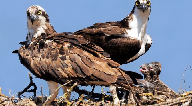 Nature Views: Ospreys In Delaware Bay, New Jersey
