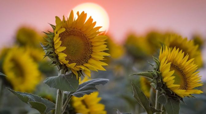 Views: The Sunflower Fields Of South Dakota