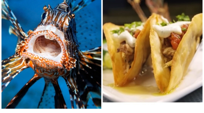 Bermuda Seafood: Locals Hunt For Invasive Lionfish