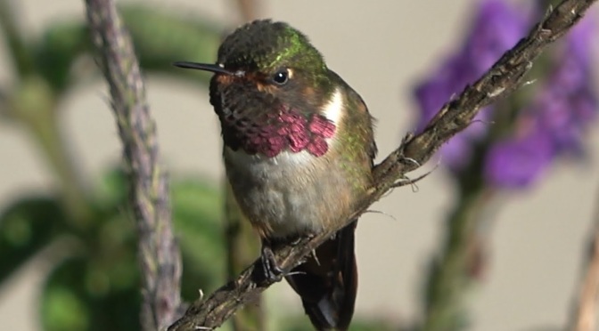 Costa Rica Views: The Tiny ‘Volcano Hummingbird’