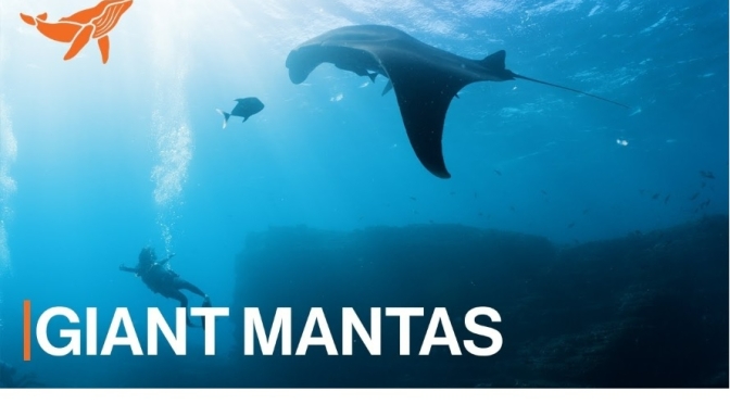 Marine Wildlife: The Giant Mantas Of Coastal Mexico