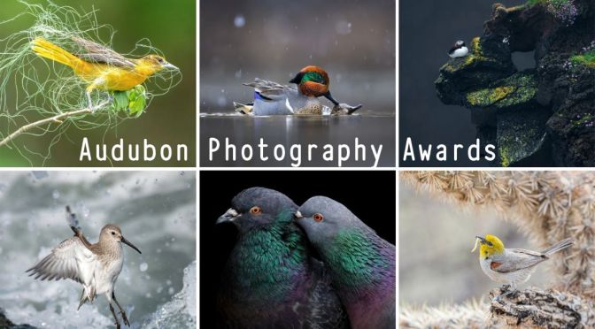 Bird Photography: The 2021 Audubon Awards