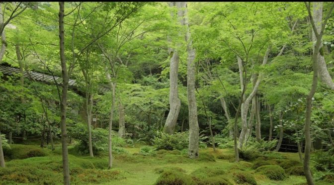 Cinematic Travel Films: ‘Kyoto In Blue And Green’