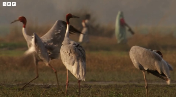 Wetlands: Wild Birds Of The Ganges River In India