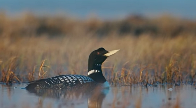 Nature: Filming Birdlife In America’s Arctic Wetlands