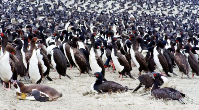 Peru: Guanay Cormorants In Punta San Juan Reserve